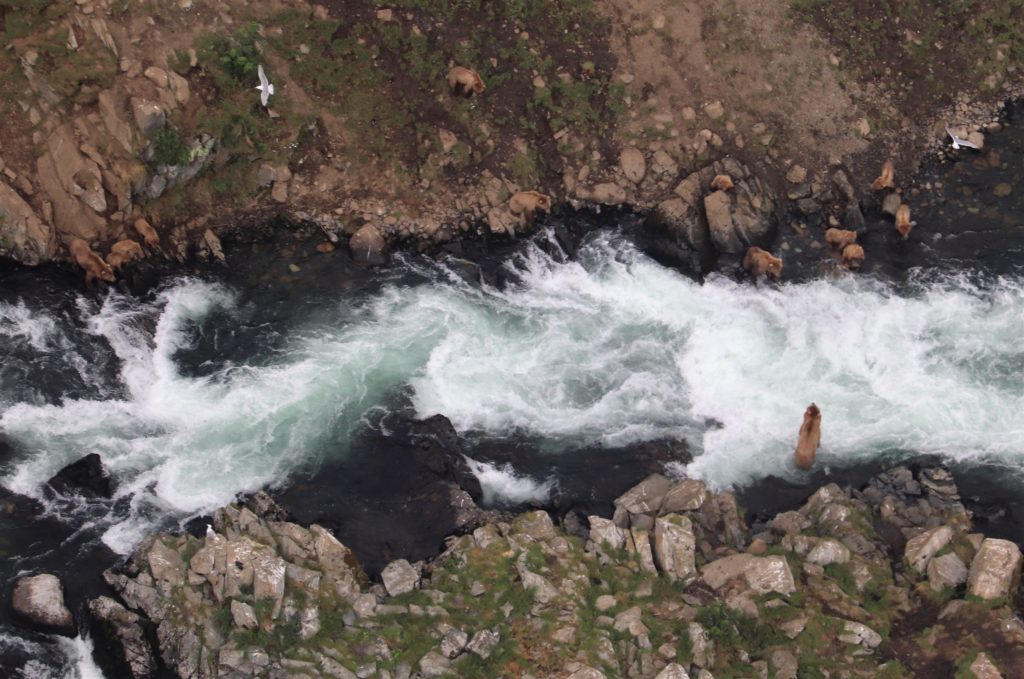 Kodiak Bear at the falls
