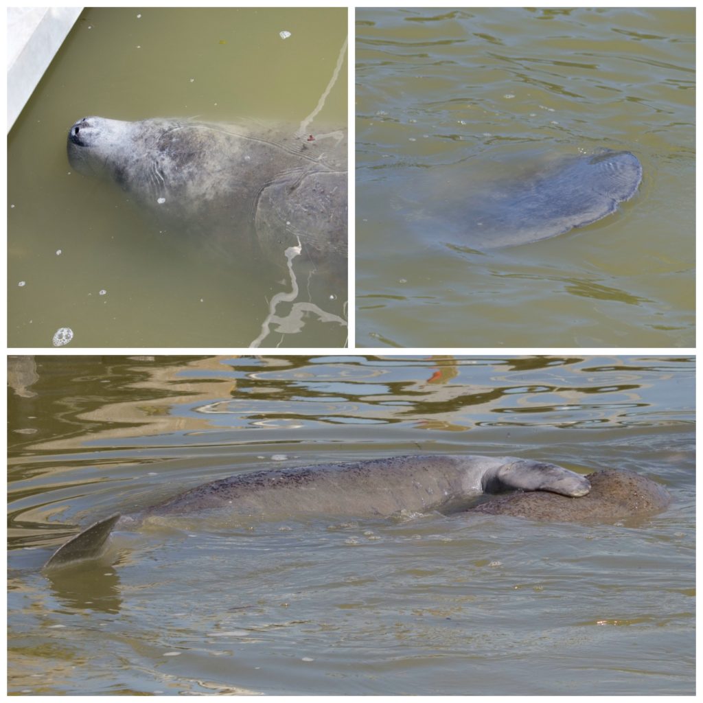 Manatee