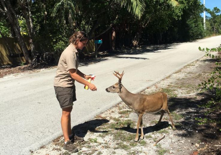 Keys Deer size - Google Image