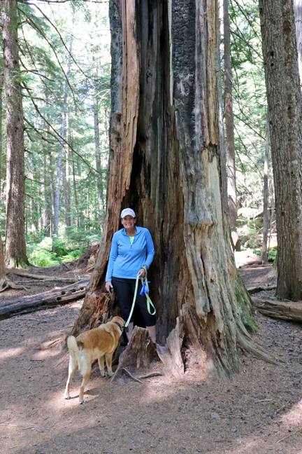 Ross Creek Cedars