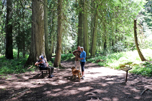 Ross Creek Cedars