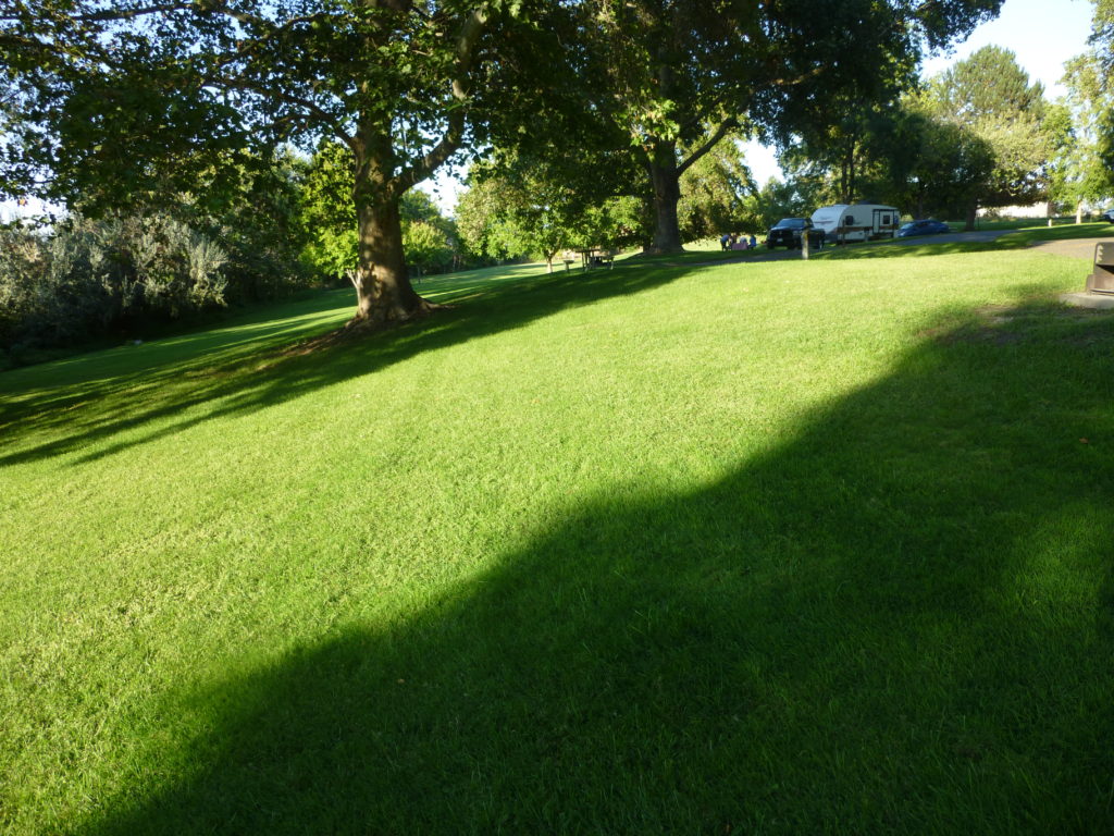 Well Maintained Grass