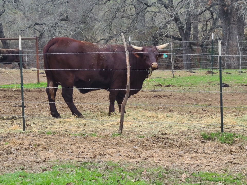 B-AS Cattle Seguin Texas