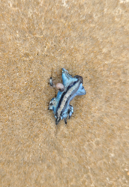 Blue Dragons - The Texas Coast was littered with these Blue pests this year.