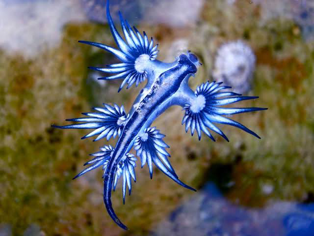 Blue Dragons - The Texas Coast was littered with these Blue pests this year.