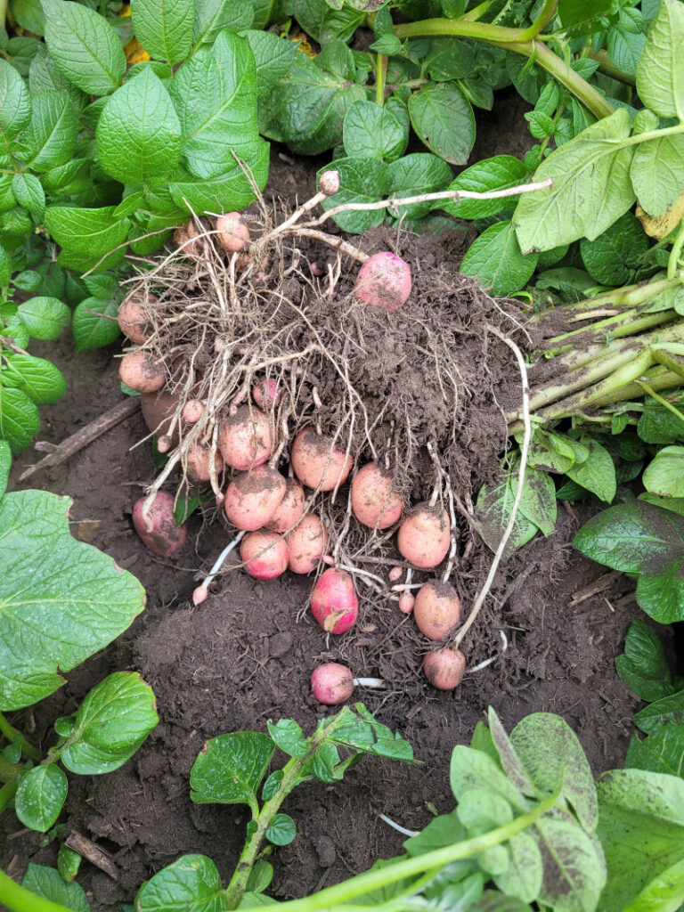 Potatos