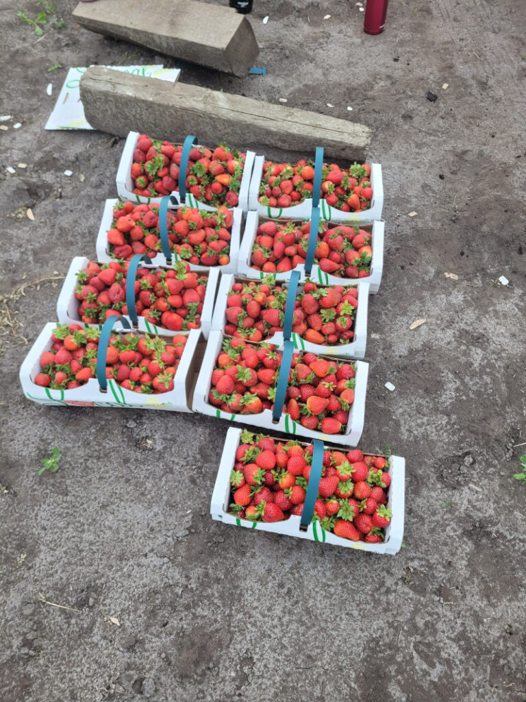 Strawberries
