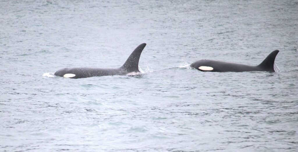 Two orca killer whales surfacing side by side in Alaskan coastal waters