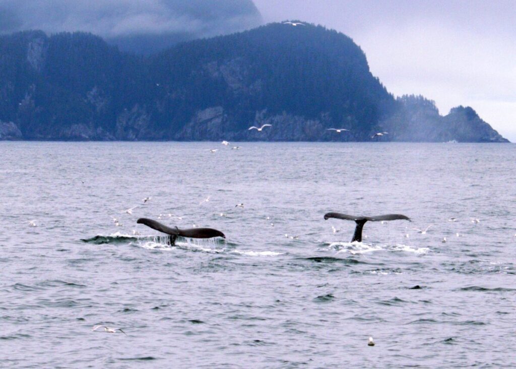 Two humpback whale tails diving in Alaskan waters with seabirds overhead
