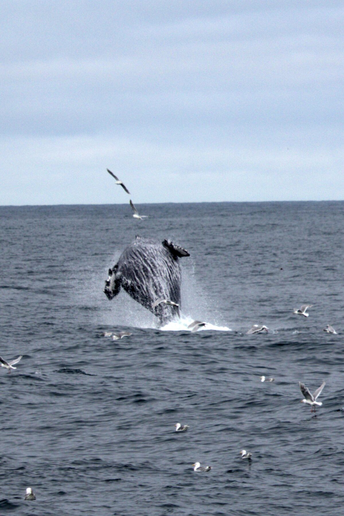 Humpback whale breaching dramatically out of the ocean near Seward, Alaska