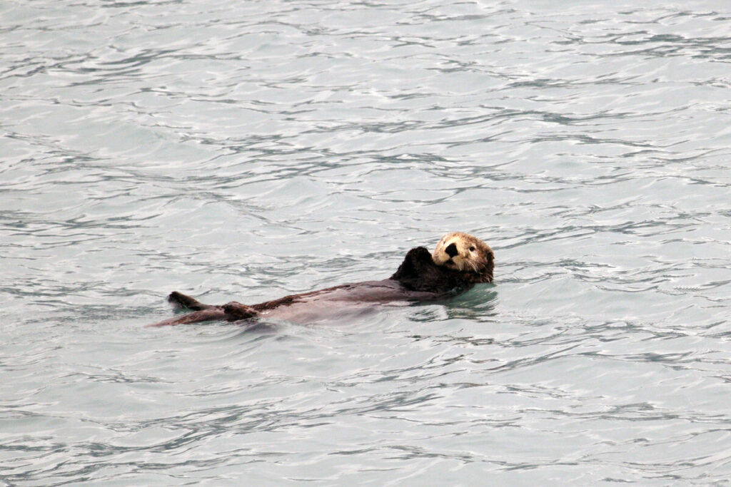 Sea otter floating on its back in calm Alaskan coastal waters