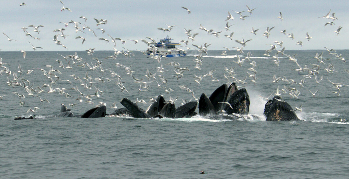 Humpback whales bubble net feeding surrounded by a frenzy of seabirds near Seward, Alaska