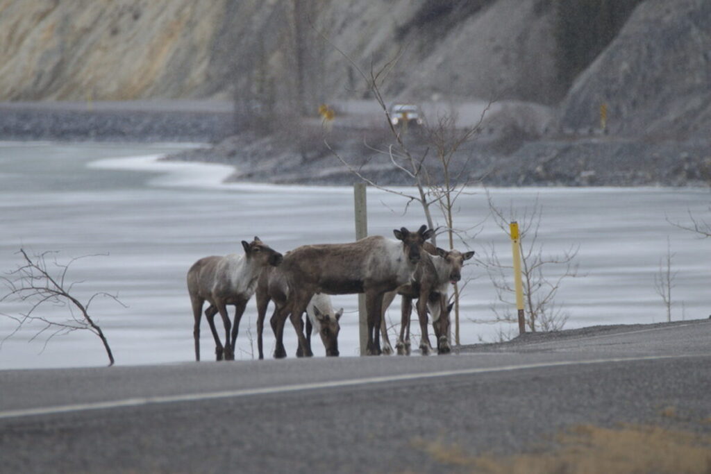 Caribou herd standing on the roadside along the Alaska Highway in British Columbia