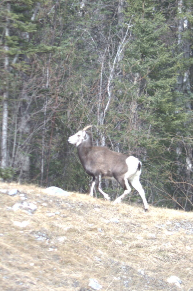 Stone sheep on rocky hillside along the Alaska Highway British Columbia