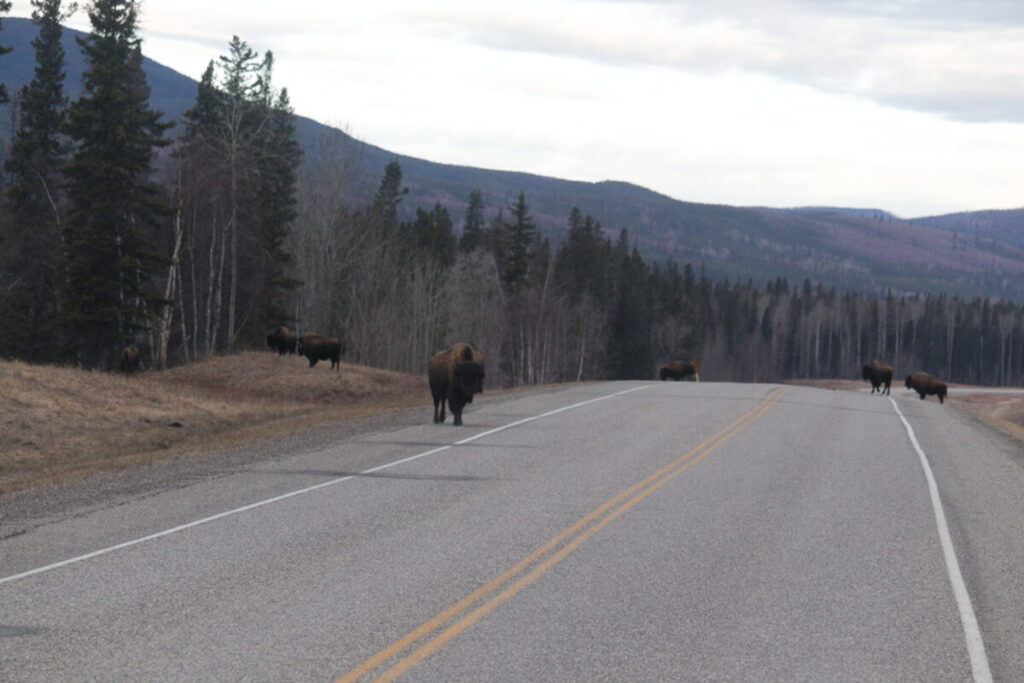 Bison herd walking down the middle of the Alaska Highway in British Columbia