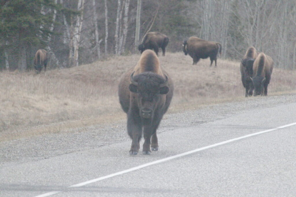 Large bison bull facing camera on the Alaska Highway BC