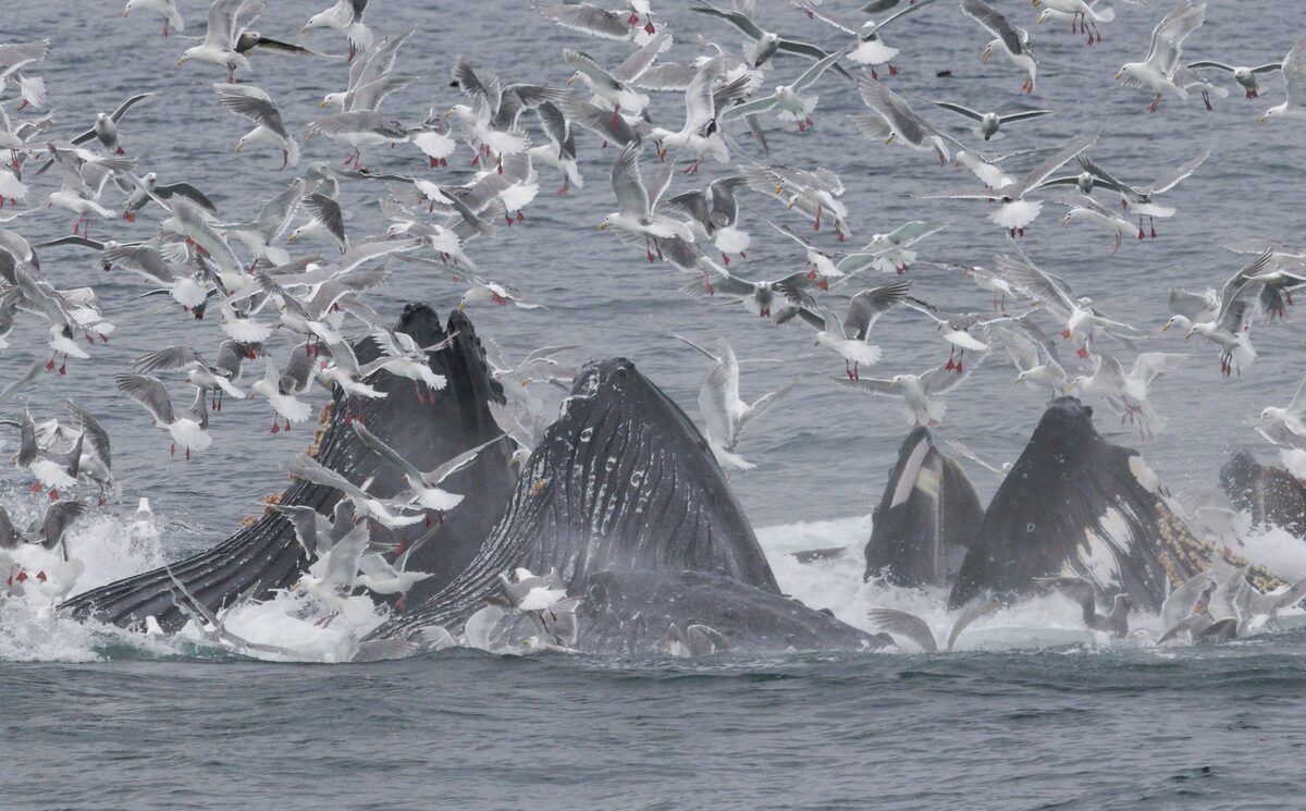 Humpback whales bubble net feeding surrounded by a frenzy of seabirds near Seward, Alaska