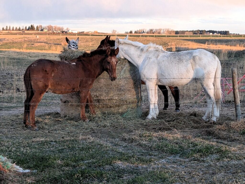 Horses at Kipp Garlic Harvest Host near Lethbridge