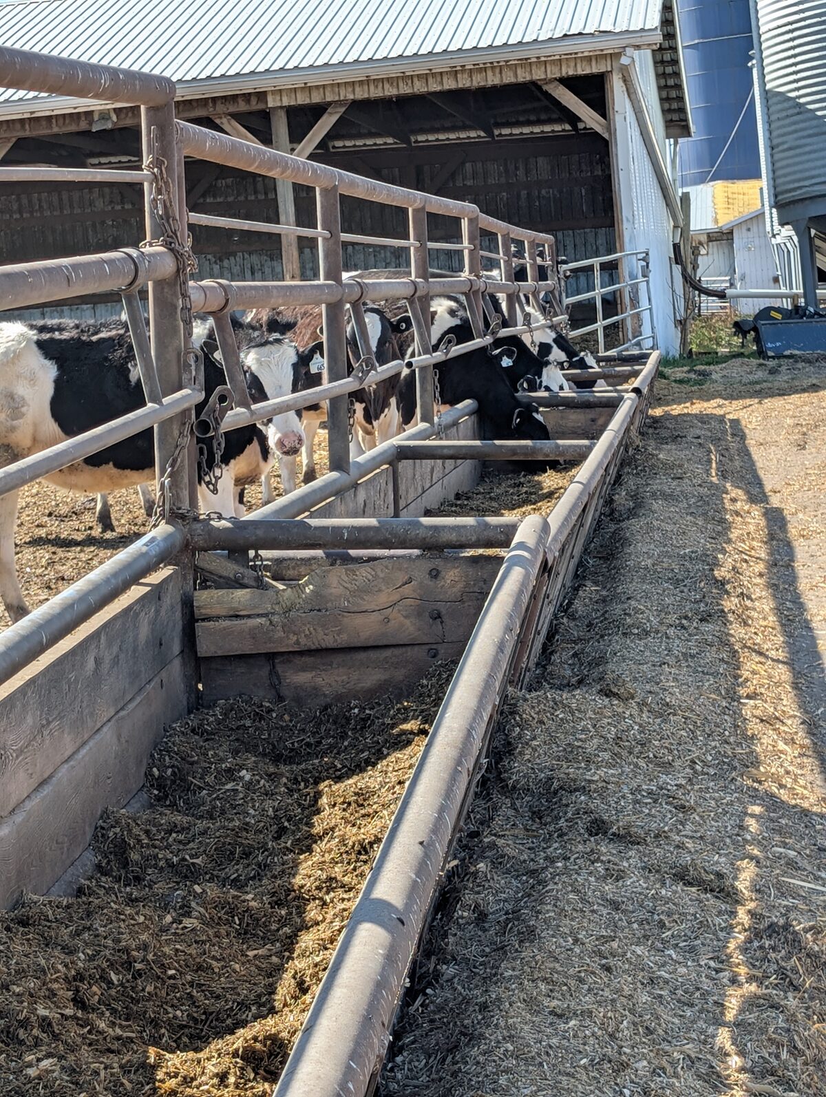 Dairy cows at feeding troughs at CK Jesperson Farms Alberta Canada