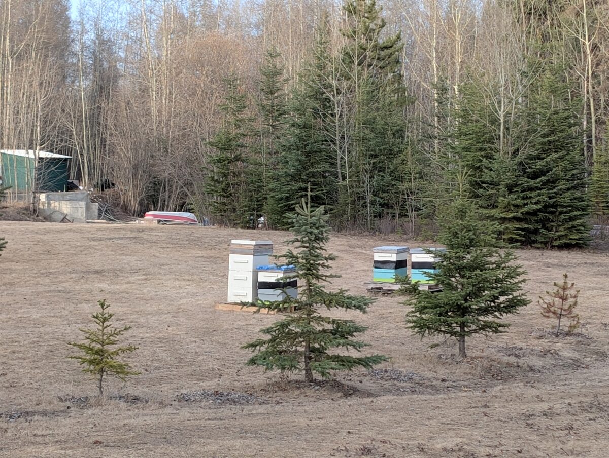 Beehives on small family farm at Farmfresh Harvest Host near Dawson Creek BC