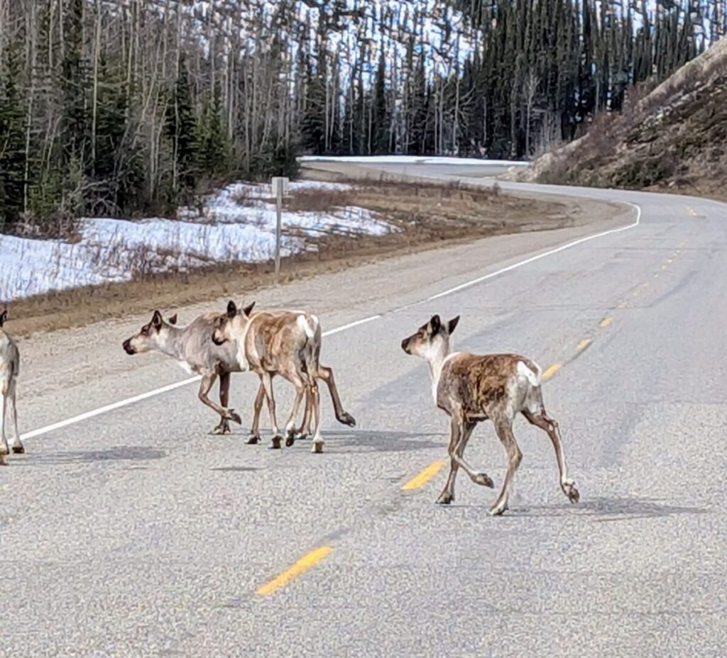 Caribou crossing the Alaska Highway in British Columbia Canada