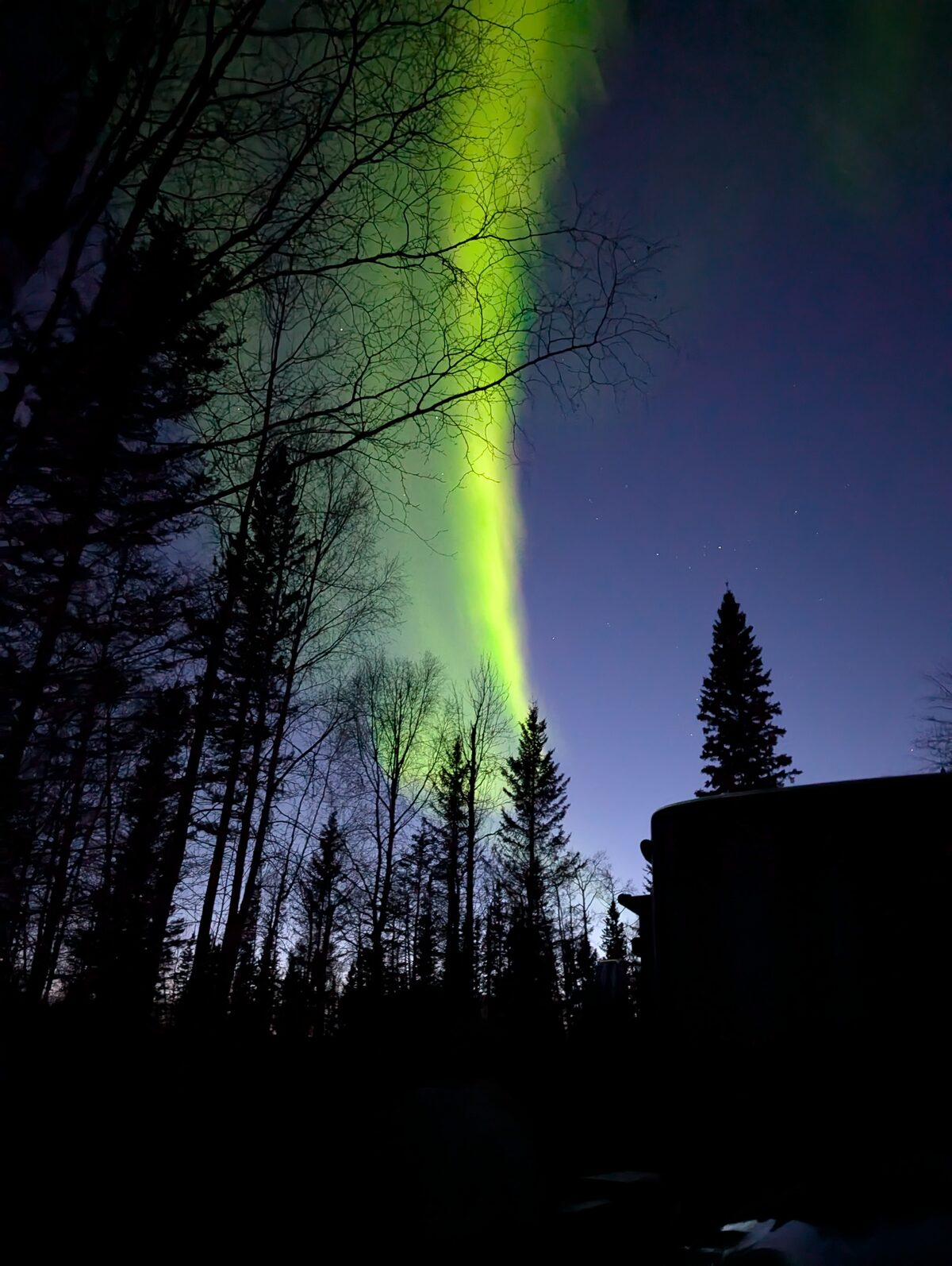 Brilliant green Northern Lights aurora borealis shooting through trees at Liard Hot Springs BC