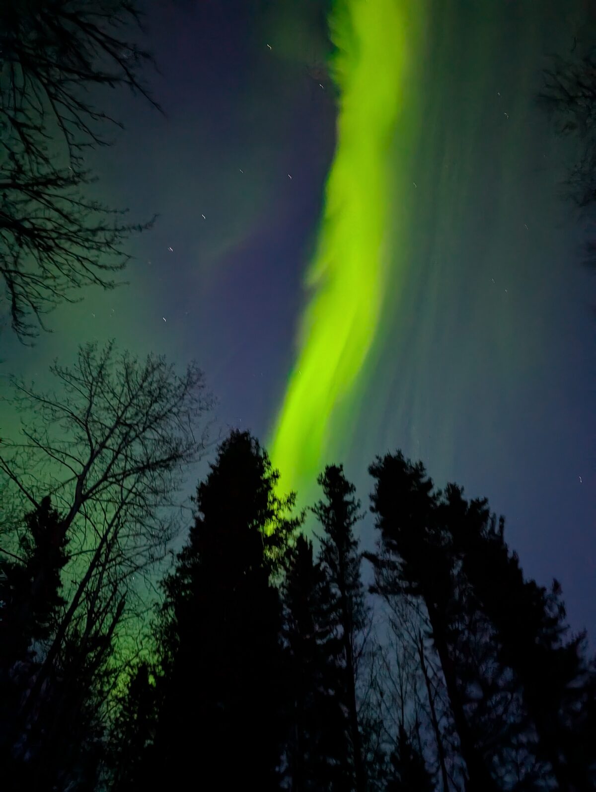 Vivid green aurora borealis column rising above forest silhouette at Liard River BC