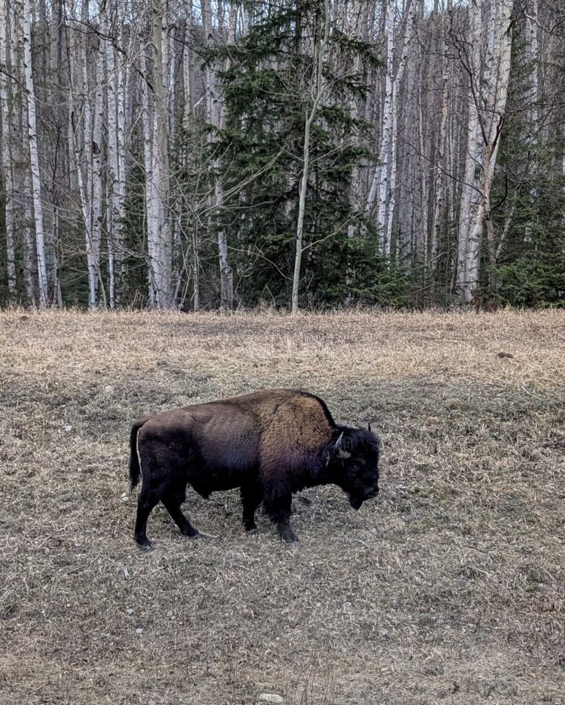 Wood bison grazing in field along the Alaska Highway in British Columbia