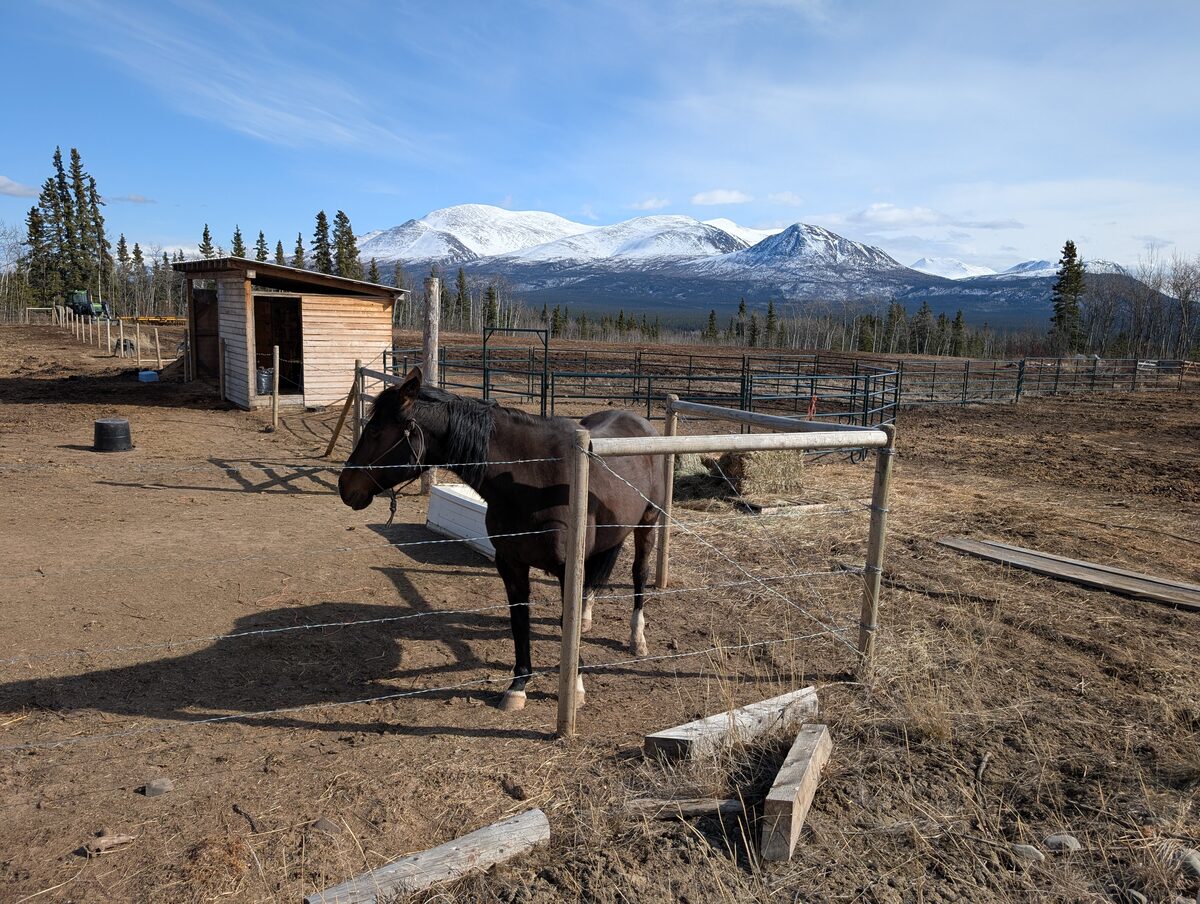 Horse in corral with stunning snow-capped mountains at Harvest Host near Haines Junction Yukon