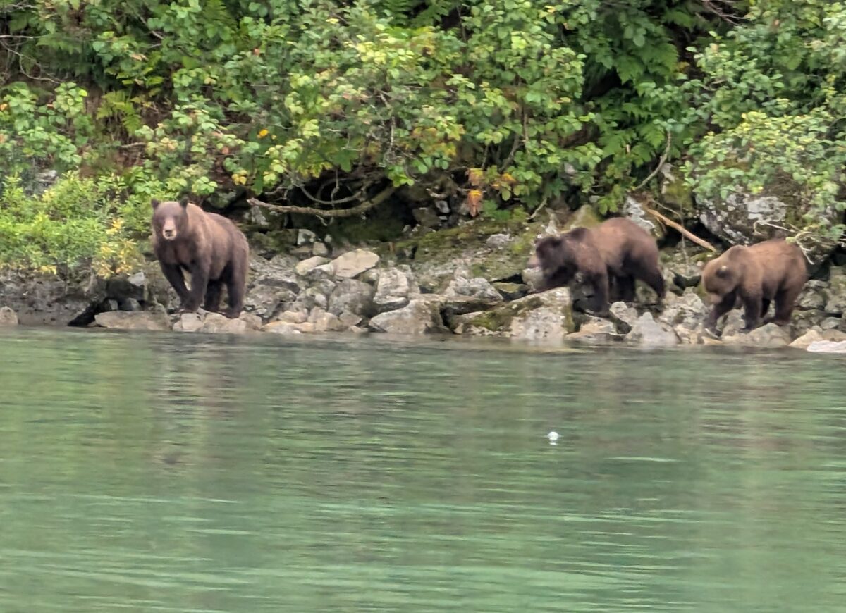 Brown bear mother and two cubs on the rocky shoreline at Lake Clark National Park, Alaska