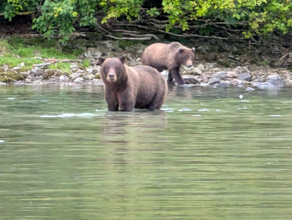 Two brown bears wading in the shallow waters of Lake Clark National Park, Alaska