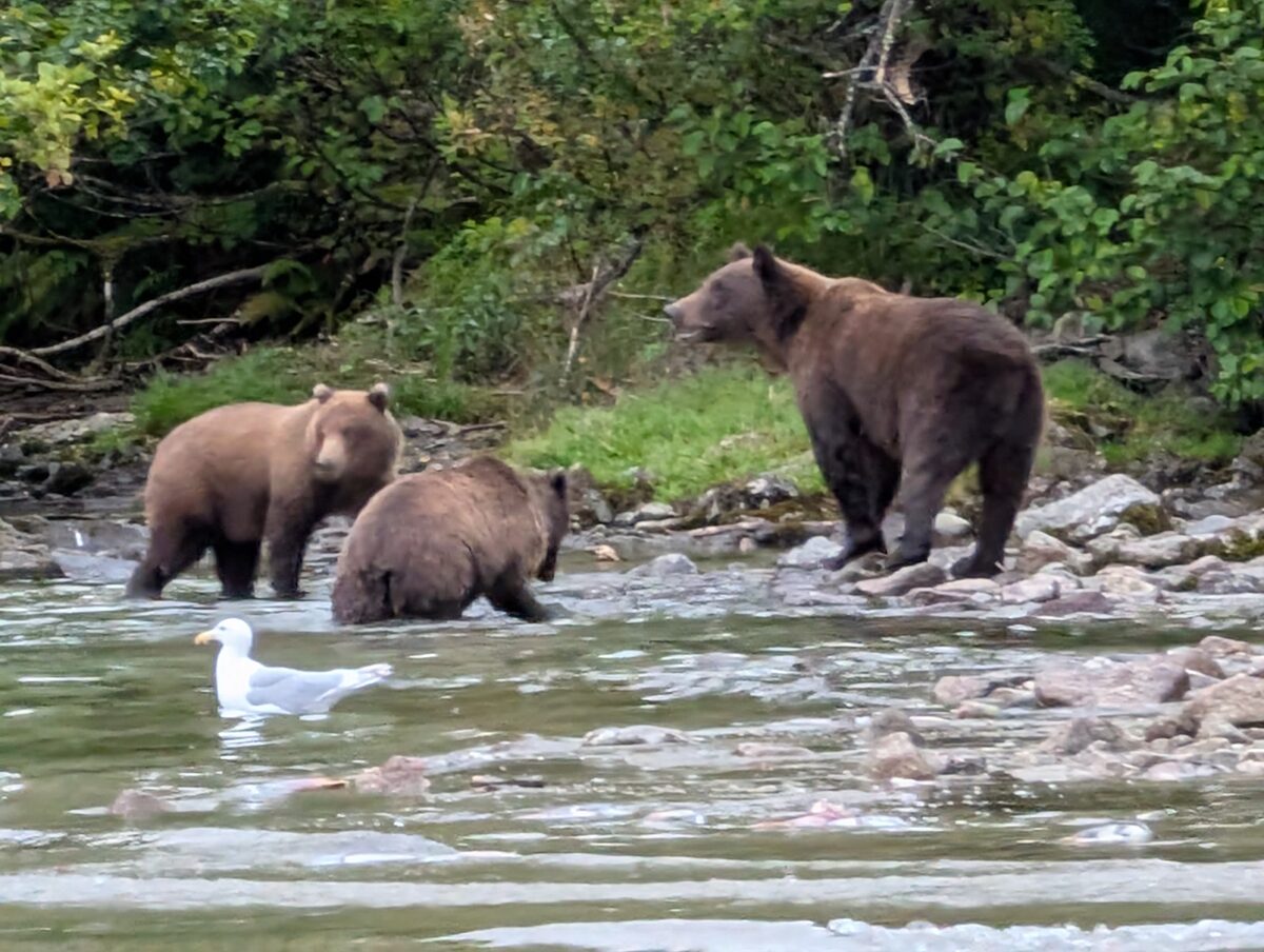 Three brown bears on the shoreline at Lake Clark National Park with a seagull nearby
