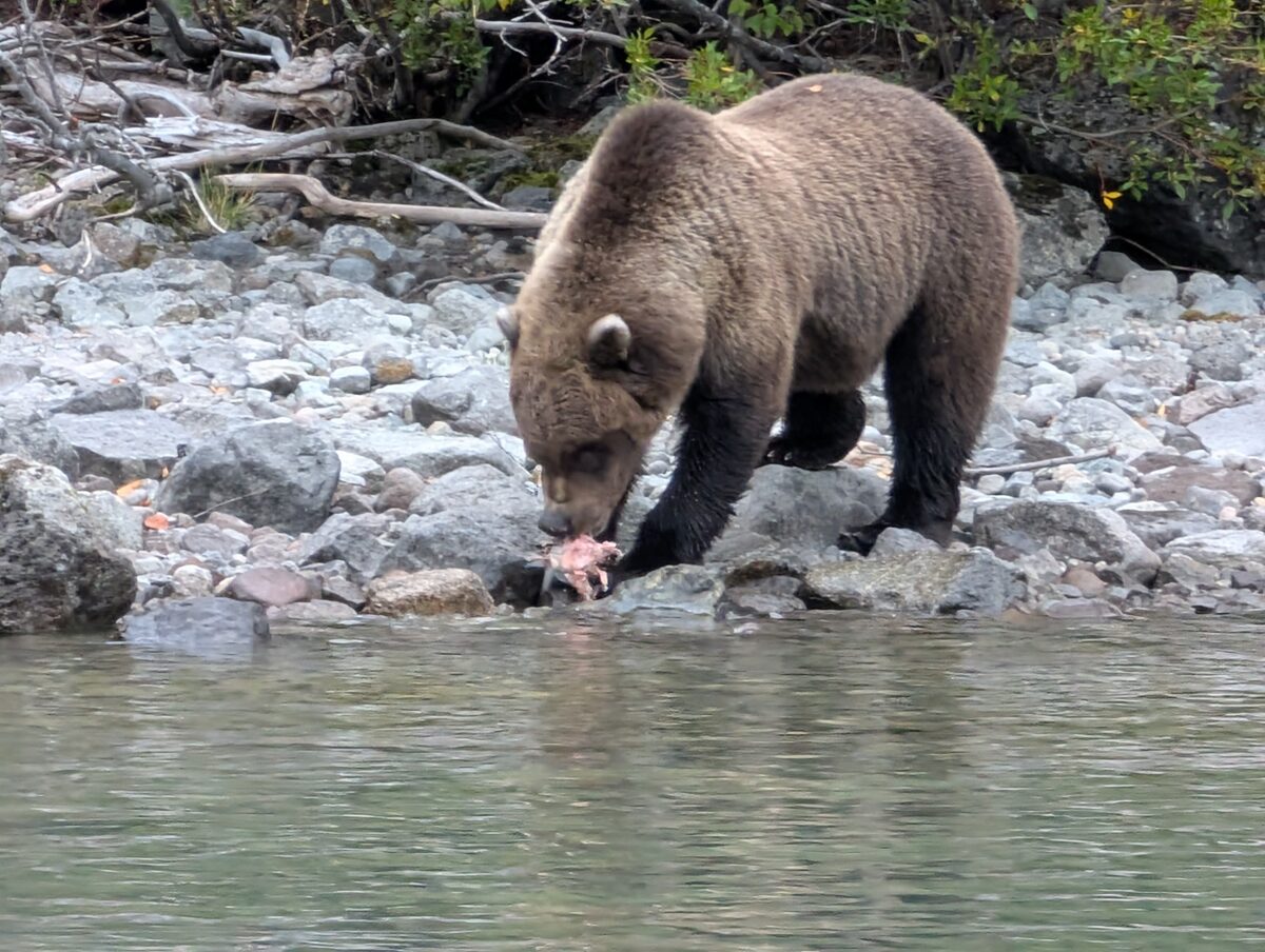 Brown bear eating a freshly caught salmon on the rocky shore at Lake Clark National Park