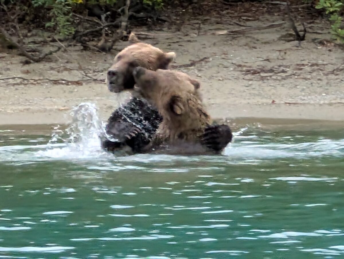Two brown bears playing and wrestling in the water at Lake Clark National Park, Alaska