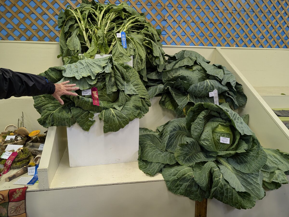 Prize-winning giant cabbages on display at the Alaska State Fair in Palmer, Matanuska Valley